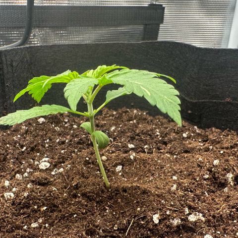 Purple Haze Auto growlog photo: 15:11