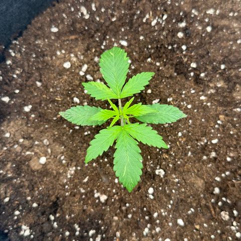 Purple Haze Auto growlog photo: 15:11