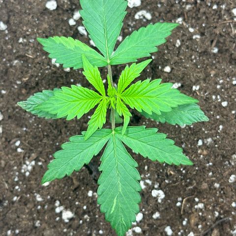 Purple Haze Auto growlog timeline photo