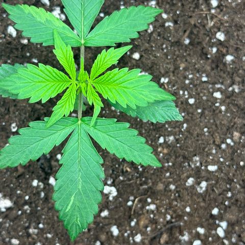 Purple Haze Auto growlog timeline photo
