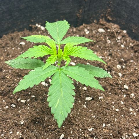 Purple Haze Auto growlog timeline photo