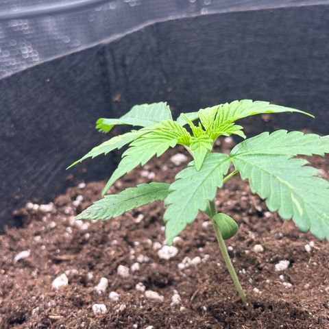 Purple Haze Auto growlog timeline photo