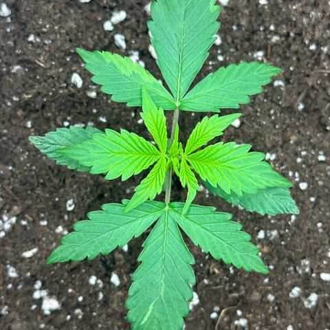 Purple Haze Auto growlog timeline photo
