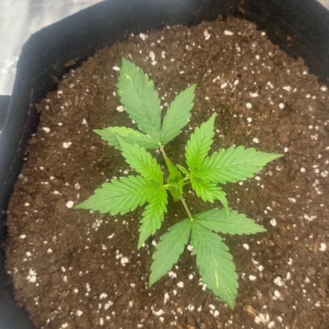 Purple Haze Auto growlog timeline photo