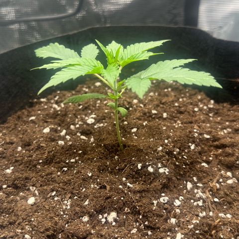 Purple Haze Auto growlog timeline photo