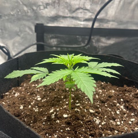 Purple Haze Auto growlog timeline photo