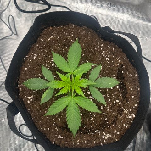 Purple Haze Auto growlog timeline photo