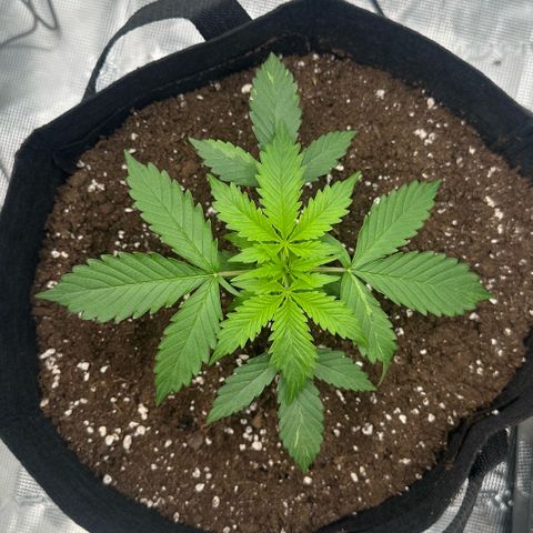 Purple Haze Auto growlog timeline photo