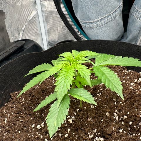 Purple Haze Auto growlog timeline photo