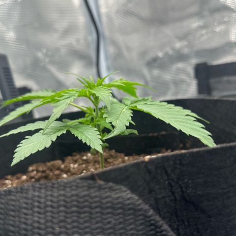 Purple Haze Auto growlog timeline photo