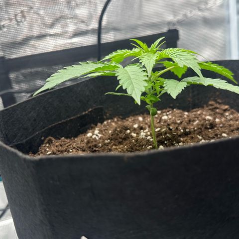 Purple Haze Auto growlog timeline photo