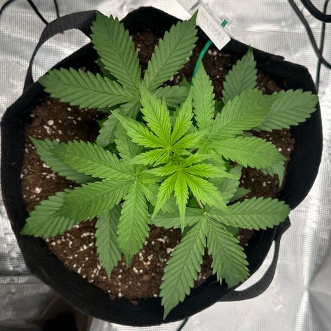 Purple Haze Auto growlog timeline photo