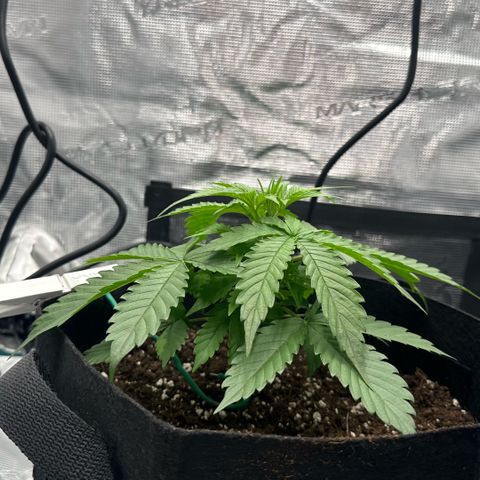 Purple Haze Auto growlog timeline photo