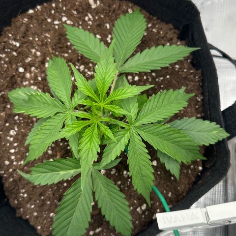Purple Haze Auto growlog timeline photo