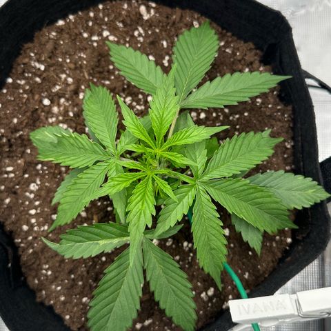 Purple Haze Auto growlog timeline photo