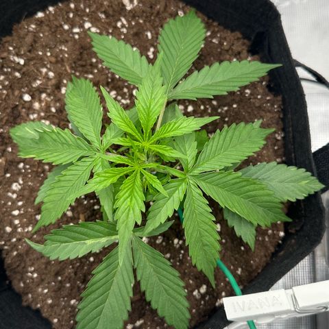 Purple Haze Auto growlog timeline photo