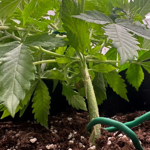 Purple Haze Auto growlog timeline photo