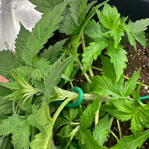 Purple Haze Auto growlog timeline photo