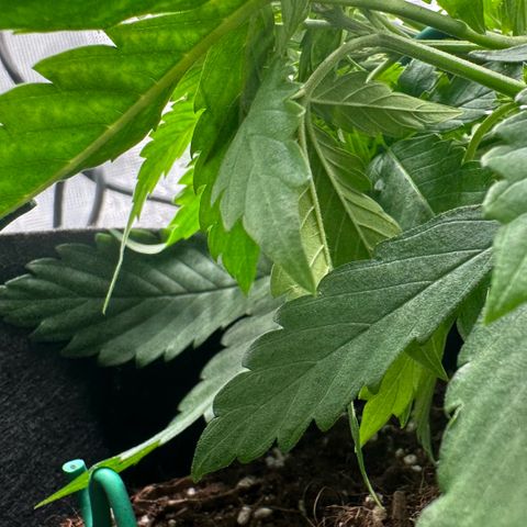 Purple Haze Auto growlog timeline photo