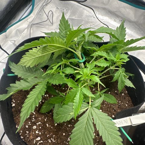 Purple Haze Auto growlog timeline photo