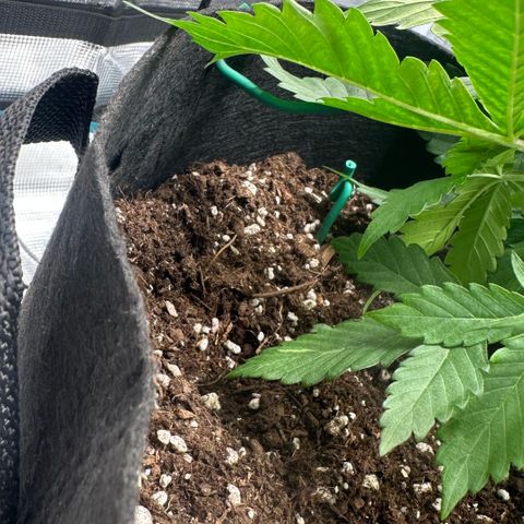 Purple Haze Auto growlog timeline photo