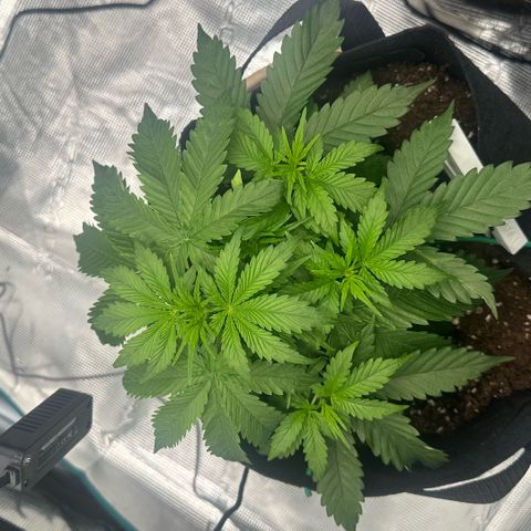 Purple Haze Auto growlog timeline photo