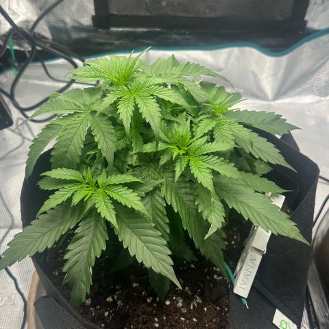 Purple Haze Auto growlog timeline photo