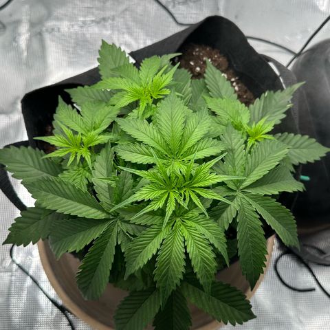 Purple Haze Auto growlog timeline photo