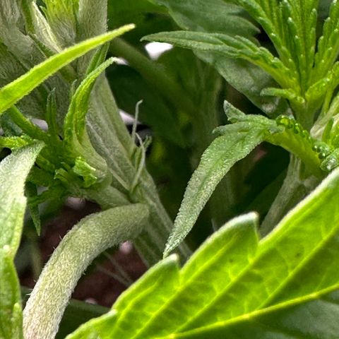 Purple Haze Auto growlog timeline photo