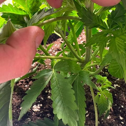 Purple Haze Auto growlog timeline photo