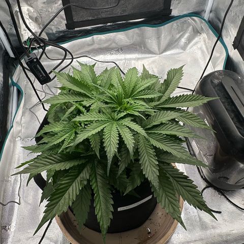 Purple Haze Auto growlog timeline photo