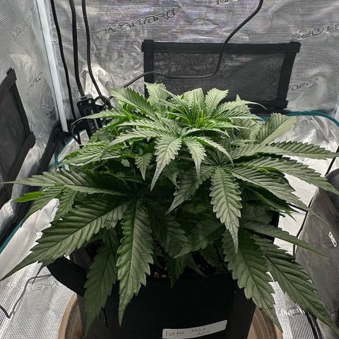 Purple Haze Auto growlog timeline photo
