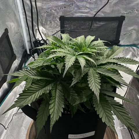 Purple Haze Auto growlog timeline photo
