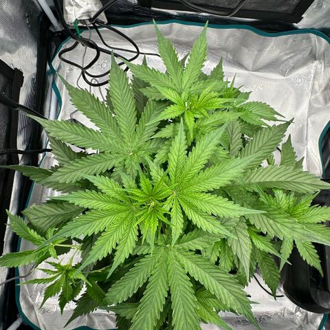 Purple Haze Auto growlog timeline photo