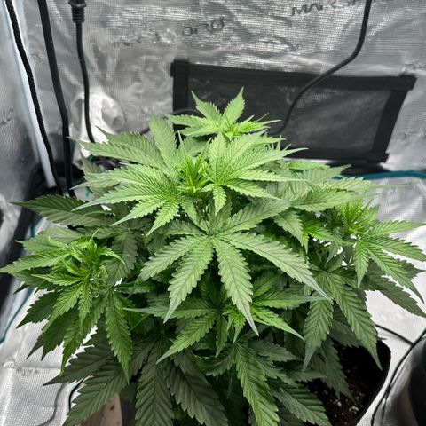Purple Haze Auto growlog timeline photo