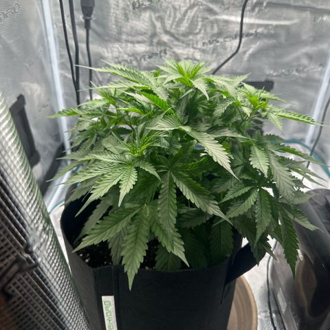 Purple Haze Auto growlog timeline photo