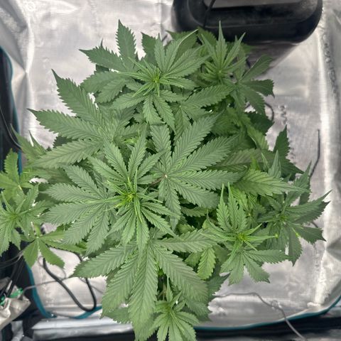 Purple Haze Auto growlog timeline photo