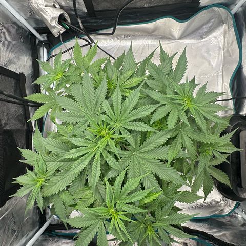 Purple Haze Auto growlog timeline photo