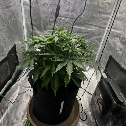 Purple Haze Auto growlog timeline photo