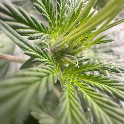 Purple Haze Auto growlog timeline photo