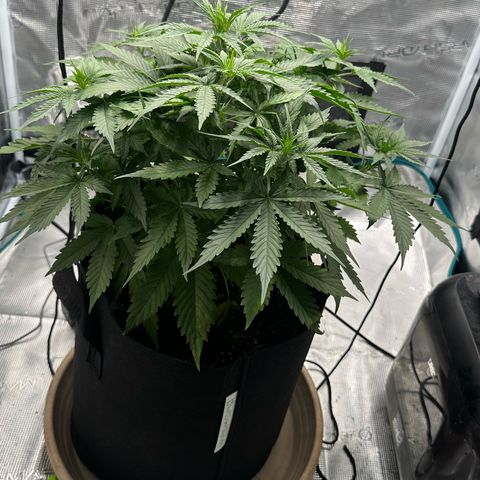 Purple Haze Auto growlog timeline photo