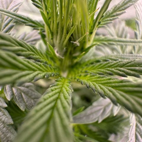Purple Haze Auto growlog timeline photo