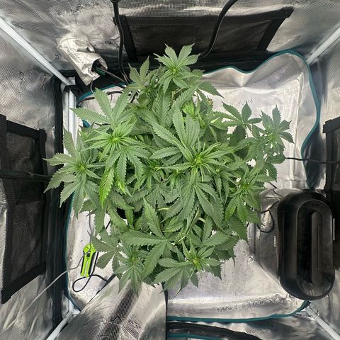 Purple Haze Auto growlog timeline photo