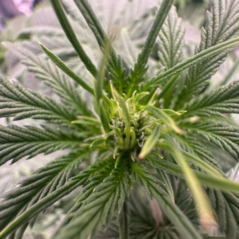 Purple Haze Auto growlog timeline photo