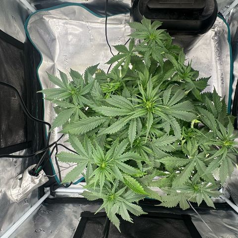 Purple Haze Auto growlog timeline photo