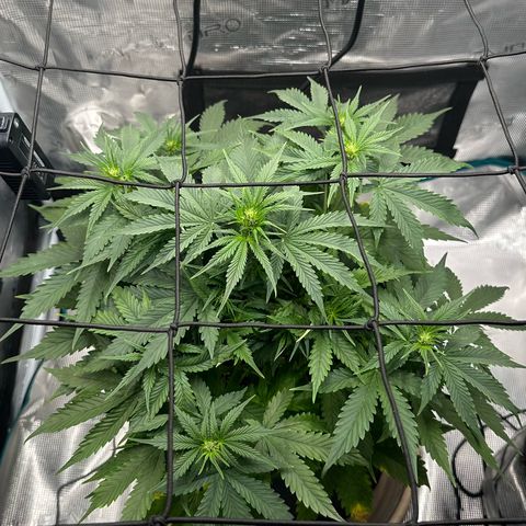 Purple Haze Auto growlog timeline photo