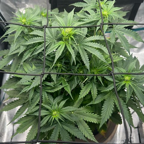Purple Haze Auto growlog timeline photo