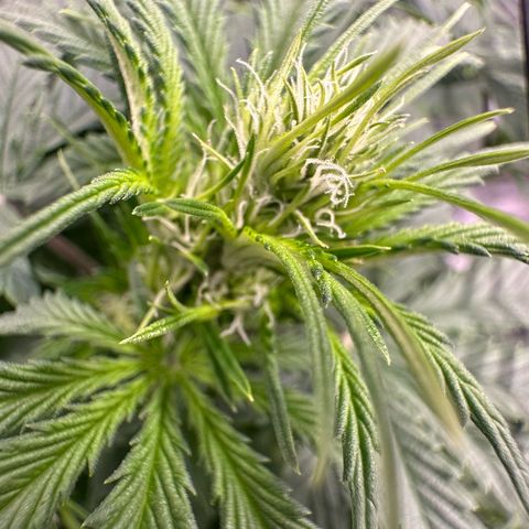 Purple Haze Auto growlog timeline photo