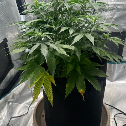 Purple Haze Auto growlog timeline photo