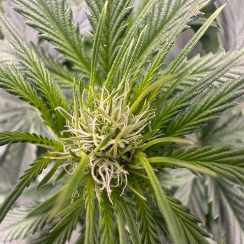 Purple Haze Auto growlog timeline photo
